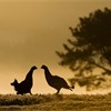 Black grouse Tetrao tetrix, two males fighting at dawn, Scotland, April